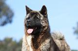 AKITA AMERICAIN 257